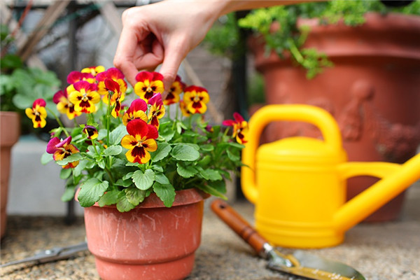 三色堇花介绍,三色堇花百科 三色堇花介绍,三色堇花百科