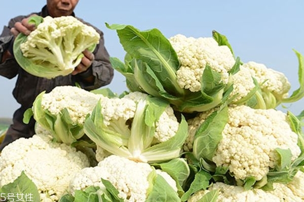 花菜种子大全及价格,种植菜花什么品种最好
