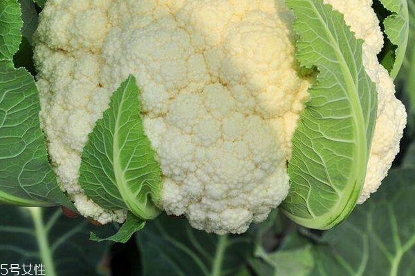 花菜为什么是苦的,为什么有些菜花是苦的