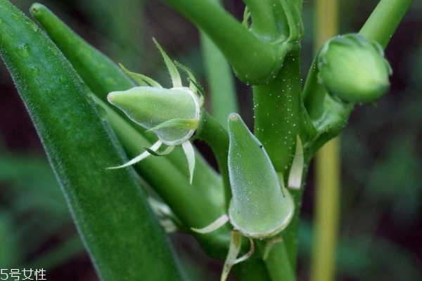 秋葵为什么是红色的自家种的秋葵是红色的,秋葵有红色的吗?