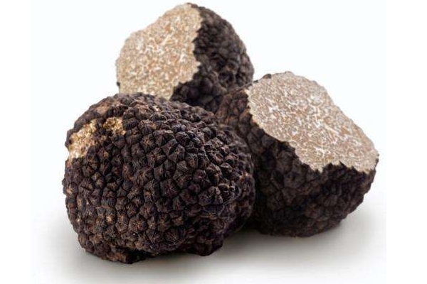 松露怎么找,都什么地方有松露,什么是松露