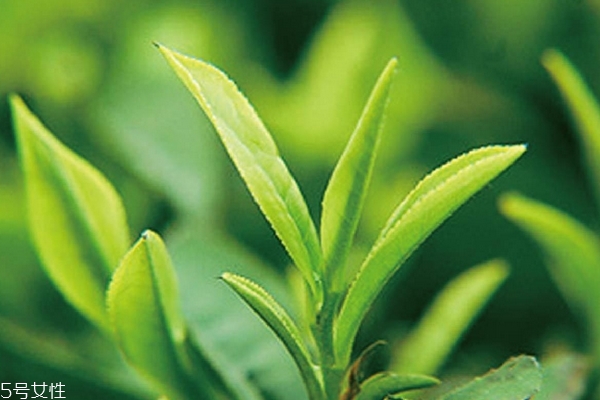 绿茶为什么不能用开水冲泡,绿茶为什么不能用开水泡