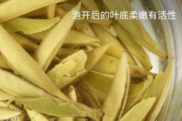白毫银针香气,白毫银针口感和香气 白毫银针香气,白毫银针口感和香气