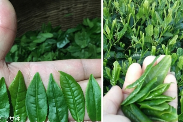 六安瓜片怎么泡最好,六安瓜片是什么