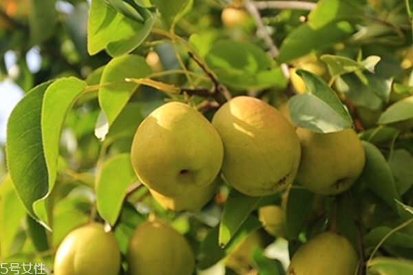 冰糖炖雪梨为什么会变黑,雪梨发黑因为什么