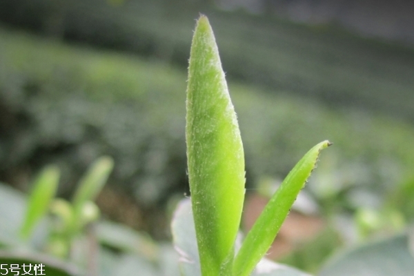 白茶用多少度的水泡比较好,白茶多少度水泡茶好 白茶用多少度的水泡比较好,白茶多少度水泡茶好