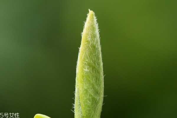 白茶怎么储存方法详细,白茶 怎么存茶