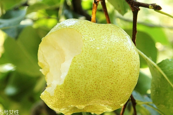 雪梨怎么去核图解,雪梨怎么去核