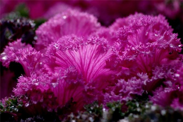 羽衣甘蓝是什么蔬菜?,羽衣甘蓝怎样吃 羽衣甘蓝是什么蔬菜?,羽衣甘蓝怎样吃