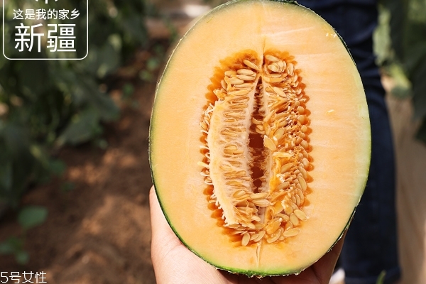 哈密瓜为什么不甜,哈密瓜为什么不甜而且没有哈密瓜味 哈密瓜为什么不甜,哈密瓜为什么不甜而且没有哈密瓜味
