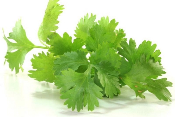 香菜会让人变黑吗,香菜会使人皮肤变黑吗 香菜会让人变黑吗,香菜会使人皮肤变黑吗