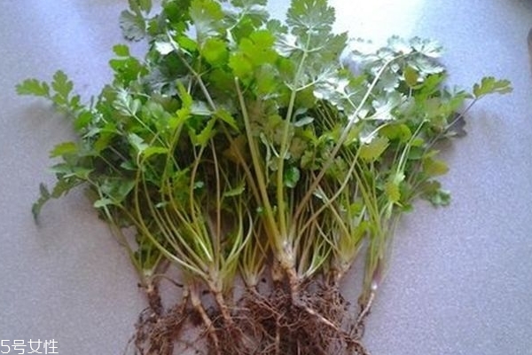 香菜水喝了有什么好处,香菜泡水喝有什么好处? 香菜水喝了有什么好处,香菜泡水喝有什么好处?