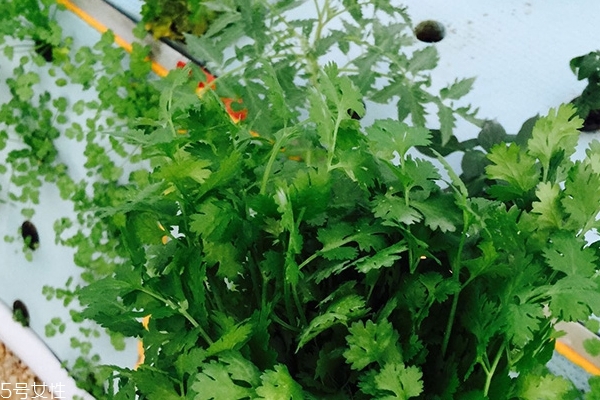 香菜为什么这么贵,香菜为什么那么难吃 香菜为什么这么贵,香菜为什么那么难吃