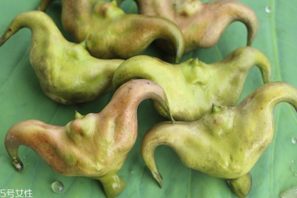 菱角没煮熟可以吃吗?,菱角煮不熟吃了会怎么样 菱角没煮熟可以吃吗?,菱角煮不熟吃了会怎么样