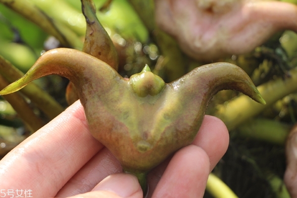 菱角怎么种植方法,菱角怎么种植