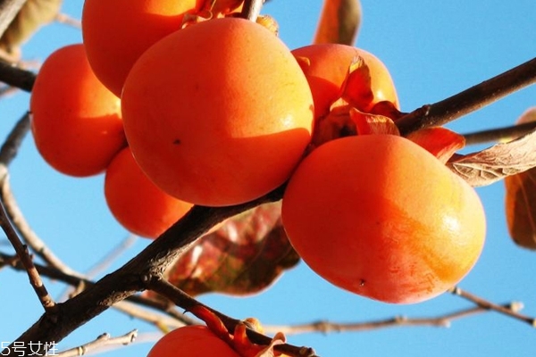 柿饼怎么挑选,怎么样做柿子饼