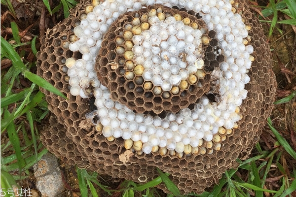 蜂蛹可以钓鱼吗钓什么鱼,蜂蛹可以钓鱼吗