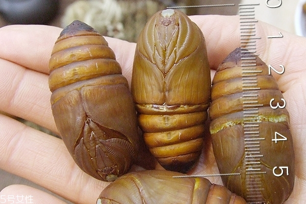 蚕蛹能冷冻保存吗,蚕蛹怎么保存才能放久 蚕蛹能冷冻保存吗,蚕蛹怎么保存才能放久