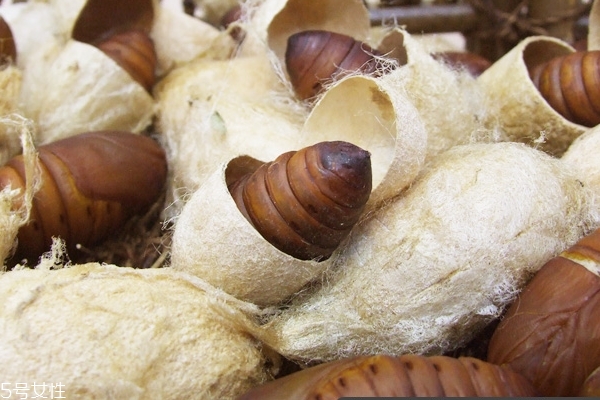 蚕蛹长什么样子,蚕蛹是什么虫子变的