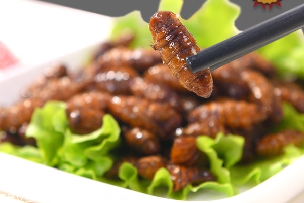 蚕蛹蛋白粉的作用,蚕蛹有去风湿功效 蚕蛹蛋白粉的作用,蚕蛹有去风湿功效