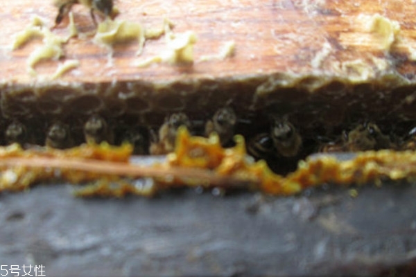 蜂胶怎么吃每天吃多少,蜂胶怎么吃法,每天吃多少合适