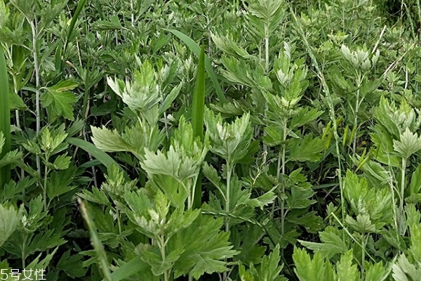 艾叶的功效和作用,艾叶作用和功能主治