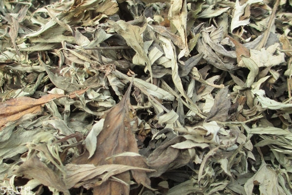 晒干了的艾叶好还是没晒干的好,艾叶晒干放久了还能用吗