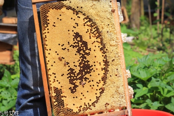 桂花蜜孕妇可以喝吗,桂花蜂蜜孕妇可以喝吗