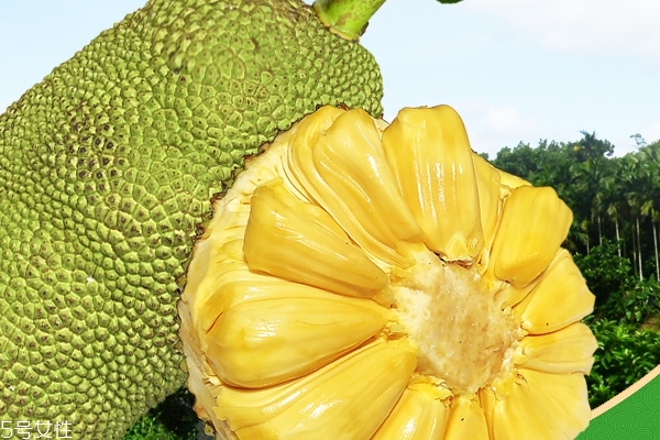 菠萝蜜为什么不能和蜂蜜一起吃?,菠萝蜜为什么不能跟蜂蜜一起吃 菠萝蜜为什么不能和蜂蜜一起吃?,菠萝蜜为什么不能跟蜂蜜一起吃