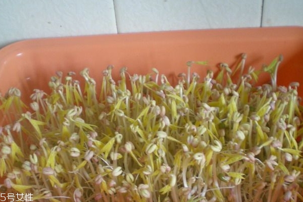 豆芽为什么便宜,豆芽那么便宜营养是不是不高