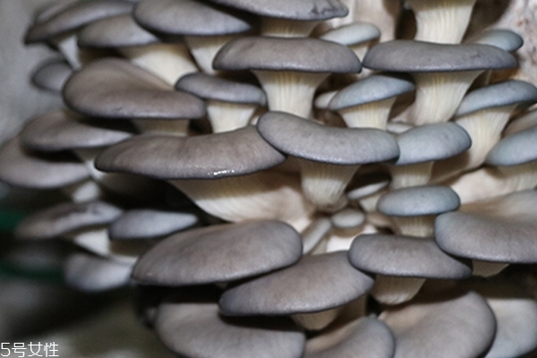 干蘑菇需要焯水吗,新鲜的蘑菇需要焯水吗