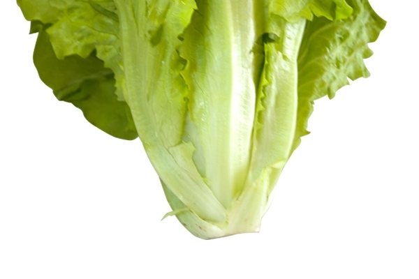 生菜有股臭味还能吃吗,生菜有怪味