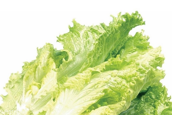 生菜为什么不长虫对人体有危害吗,生菜为什么不长虫子