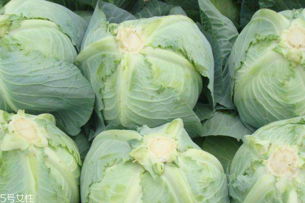 包菜怎么挑选,包菜怎么挑选嫩的 包菜怎么挑选,包菜怎么挑选嫩的