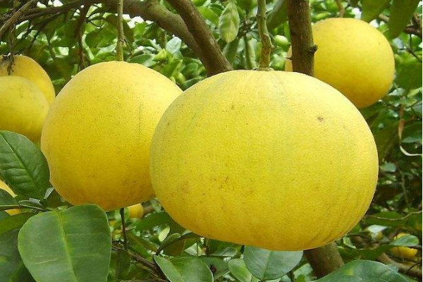 重庆梁平柚子批发价,梁平柚子哪里有卖