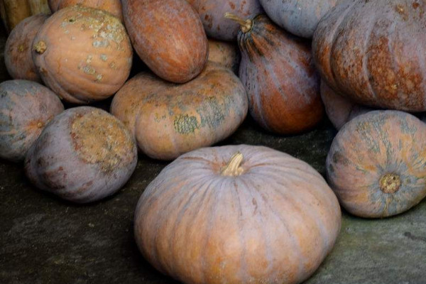 吃老南瓜有什么好处?,吃南瓜有什么好处和功效