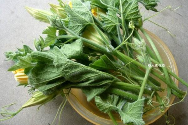 南瓜藤怎么吃才能化解结石,南瓜藤怎么吃?