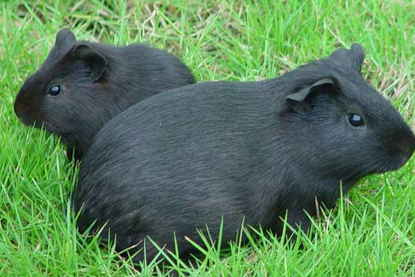 黑豚肉好吃吗,黑豚肉吃了有什么好处