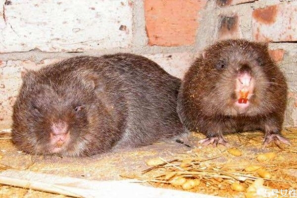 竹鼠皮毛的用途,竹鼠是什么样子的