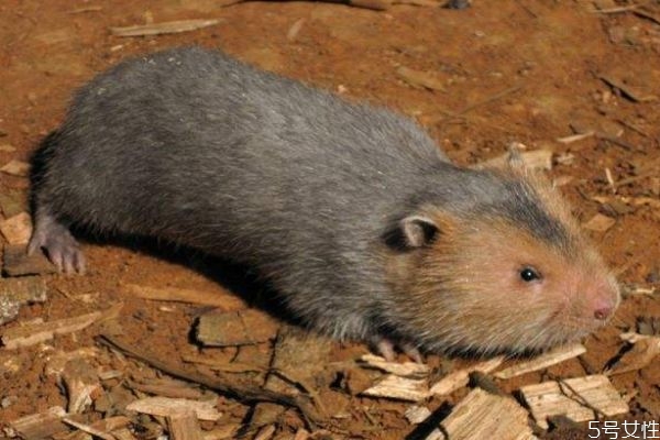 被竹鼠咬了需要打针吗,被竹鼠咬了要打疫苗吗? 被竹鼠咬了需要打针吗,被竹鼠咬了要打疫苗吗?