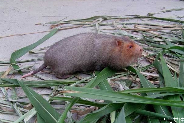 竹鼠好养殖吗,竹鼠还能人工养殖吗