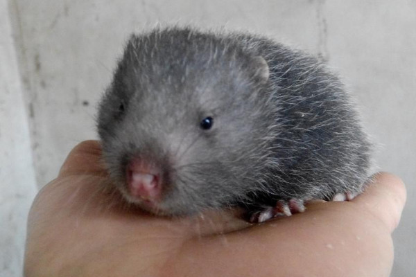 竹鼠好养吗,竹鼠好养吗?成活率高吗