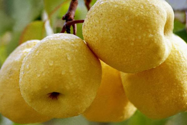 砀山梨怎么挑选,正宗砀山梨是哪里