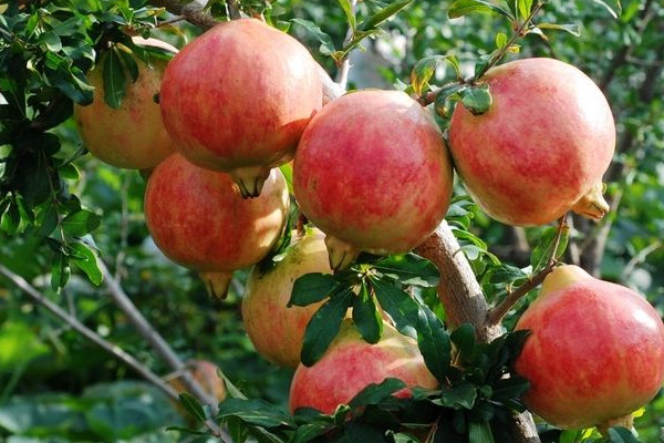 石榴什么时候摘最好,石榴什么时候采摘合适 石榴什么时候摘最好,石榴什么时候采摘合适