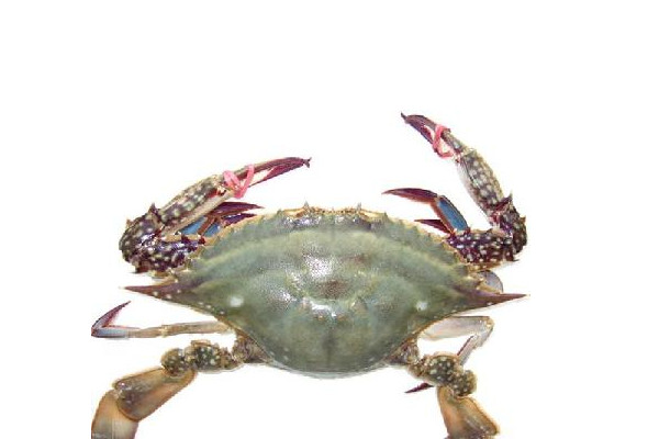 梭子蟹什么时候最便宜最好吃,梭子蟹什么时候最便宜