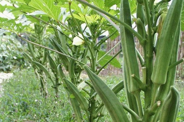 秋葵能在室内阳台种植吗,在家怎么种秋葵