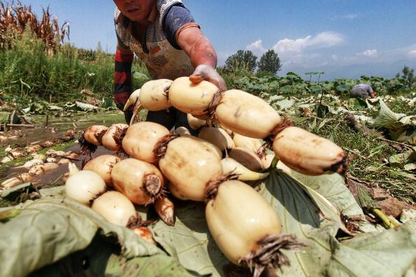 莲藕一般炖什么好吃,莲藕可以炖什么