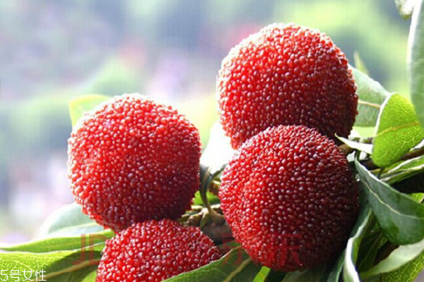 杨梅可以开胃吗,杨梅对胃好吗