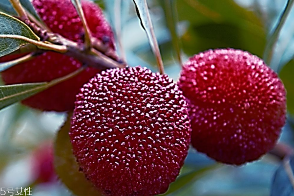 杨梅泡酒能放多长时间 喝它一定要看,杨梅泡酒能放多长时间?