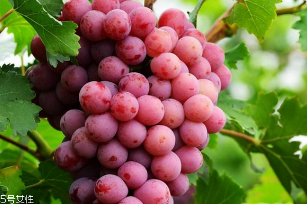 葡萄怎样保存时间更久一点,葡萄怎么保鲜时间长